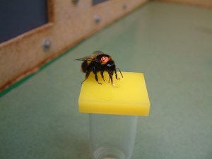 Audax on yellow chip (Tom 2)