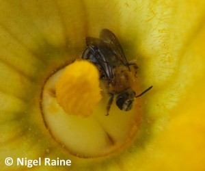 Bee inside a yellow flower