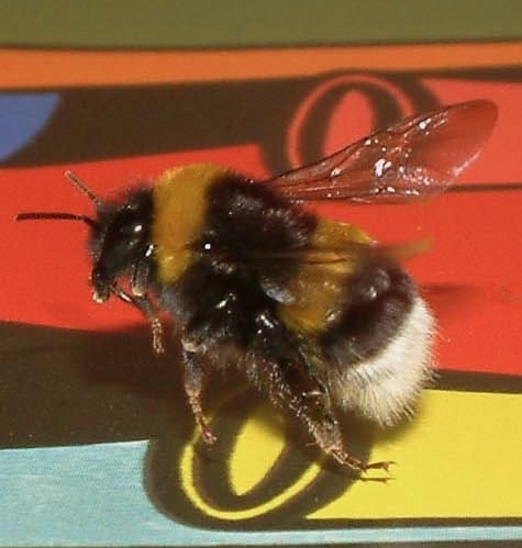 bee flying over vases